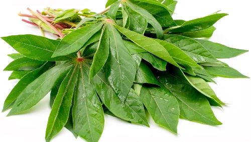 Cassava Leaves (Sleuk Damlor)