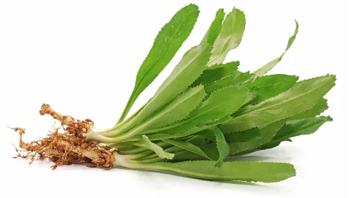 Culantro (Chi Konhat)