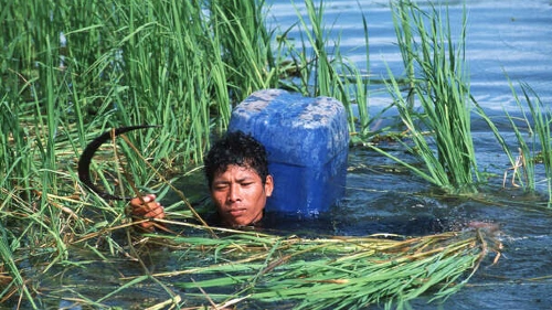 Cambodian Wild Rice 