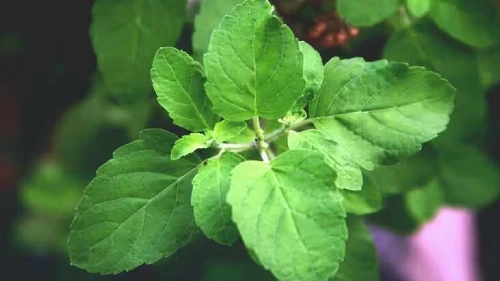 Holy Basil (M'reah Prov)