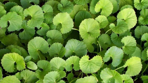Pennywort (Sleuk Rotum)