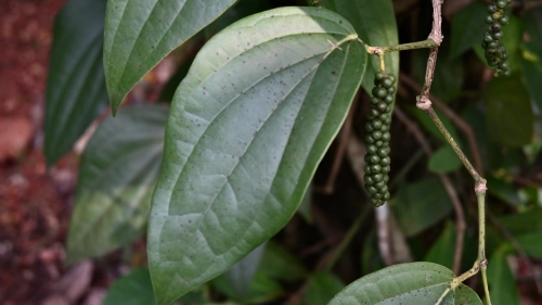 Pepper Leaves