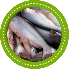 Different fishes and kind of meat found in Cambodia