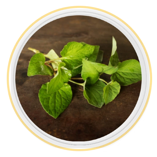 Let's see the khmer herbs 