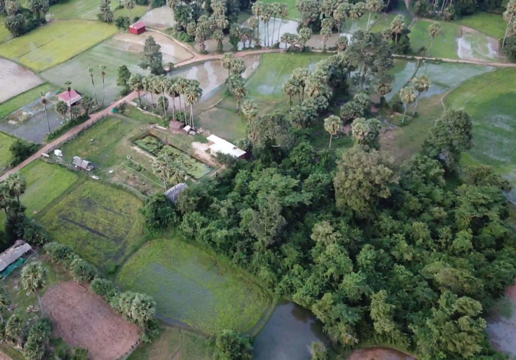 The hosue ois located near the Angkor Wat temples, in the middle of rice fields