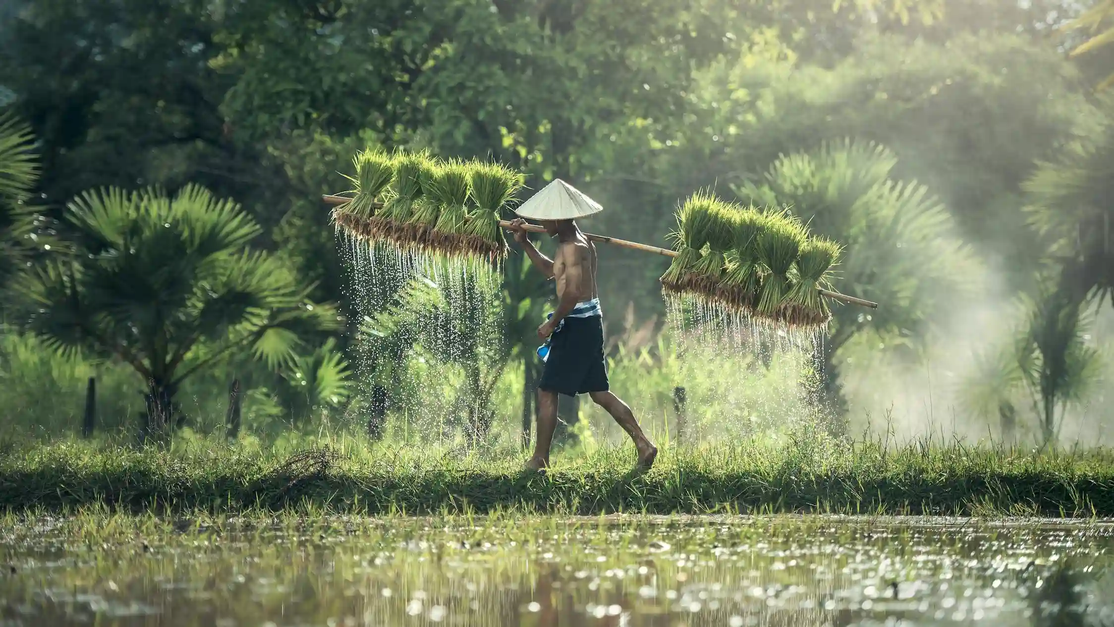 man working in a rice field at Siem Reap 